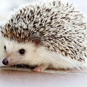 Meet your Posher, Sienna